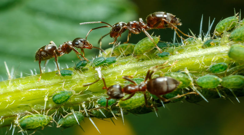 Ants feeding on aphids