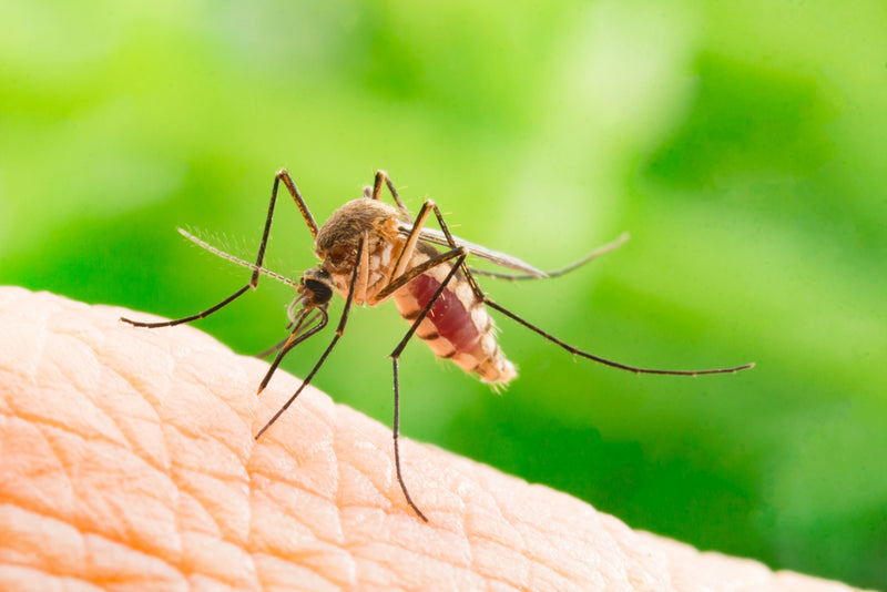 Mosquitoes are ruining our backyard fun!