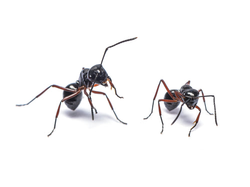 The Best Ant Killers in 2026 (tested by our experts) – PestHQ