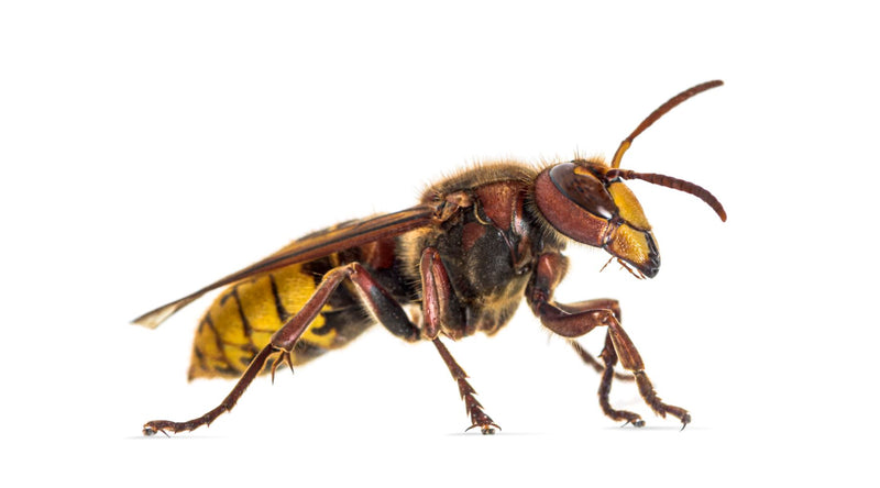 How to Get Rid of Hornets and Wasps