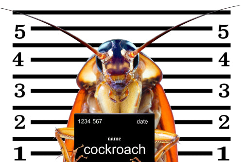 Roaches are gross and can make you sick