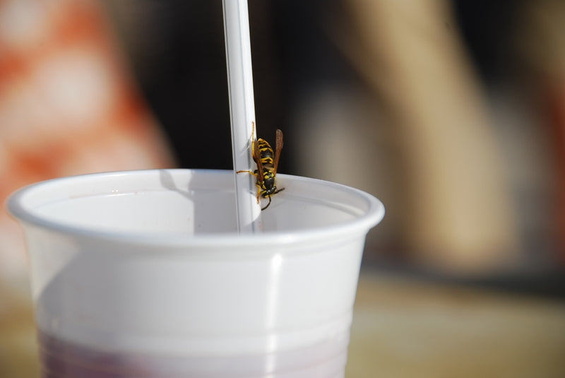 Wasps are making outdoor dining impossible!